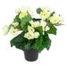 Northlight Seasonal 11" Potted Begonia Spring Artificial Floral Arrangement Silk/Plastic in Black | 11 H x 12 W x 11 D in | Wayfair