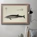 Rosecliff Heights Antique Dolphin Study I - Picture Frame Painting on Canvas Canvas, Solid Wood in Black | 18 H x 27 W x 2.5 D in | Wayfair