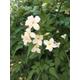 Beautifully Fragrant Cream-Coloured Jasmine Plant (Jasminum officinale 'Clotted Cream') 12 cm Dia Pot (Free UK Postage)