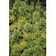 Sedum Kimnachii (Tree Stonecrop) Well-rooted Plugs (Grown in the UK) Hardy Rockery Succulent