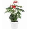 Anthurium Andreanum Rosso con Vaso in Ceramica Panna - Pianta Purifica Aria - h 65-75 cm Vaso ø 17