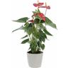 Anthurium Andreanum Rosso con Eco-Vaso Grigio - Pianta Purifica Aria - h 65-75 cm Vaso ø 17 cm