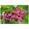 Calycanthus x raulstonii 'hartlage wine' foto reali h 150cm calicanto rosso