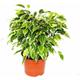 Exotenherz - Buschige Birkenfeige - Ficus benjamini Kinky - weißbuntes Laub - 12cm Topf