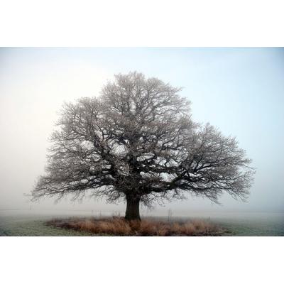 Fototapete PAPERMOON "Baum auf Insel", bunt, B:4,00m L:2,60m, Vlies, Tapeten