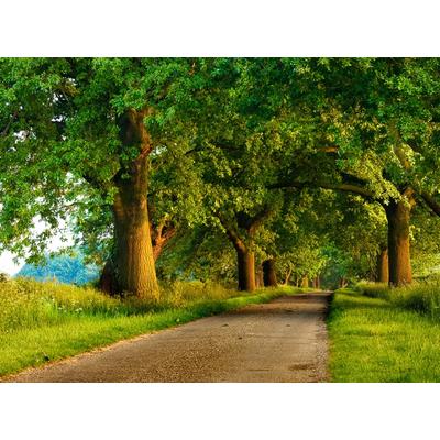 Fototapete PAPERMOON "Parkweg", bunt, B:4,50m L:2,80m, Vlies, Tapeten