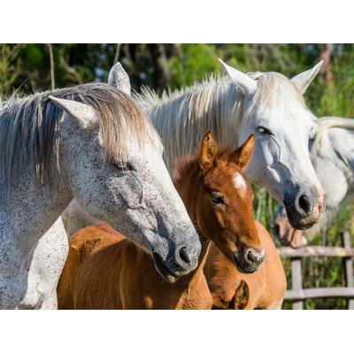 Fototapete PAPERMOON "Camargue-Pferdefohlen", bunt, B:4,50m L:2,80m, Vlies, Tapeten