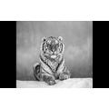 PAPERMOON Fototapete "Tiger Portrait Schwarz & Weiß" Tapeten Gr. B/L: 4,00 m x 2,60 m, Bahnen: 8 St., schwarz (schwarz, weiß) Fototapeten