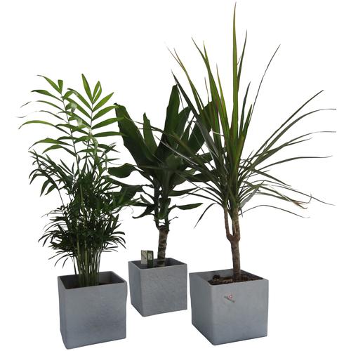 "Zimmerpflanze DOMINIK ""Palmen-Set"" Pflanzen Gr. 3 St., grau (grün) Pflanzen Höhe: 30 cm, 3 in Dekotöpfen"