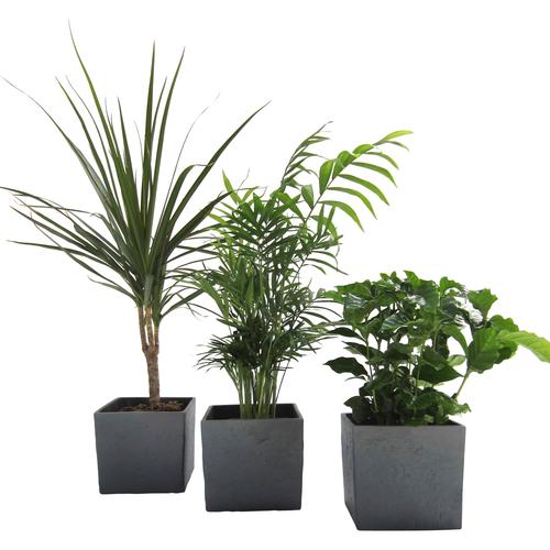 "Zimmerpflanze DOMINIK ""Palmen-Set"" Pflanzen Gr. 3 St., grau (grün) Pflanzen Höhe: 30 cm, 3 in Dekotöpfen"