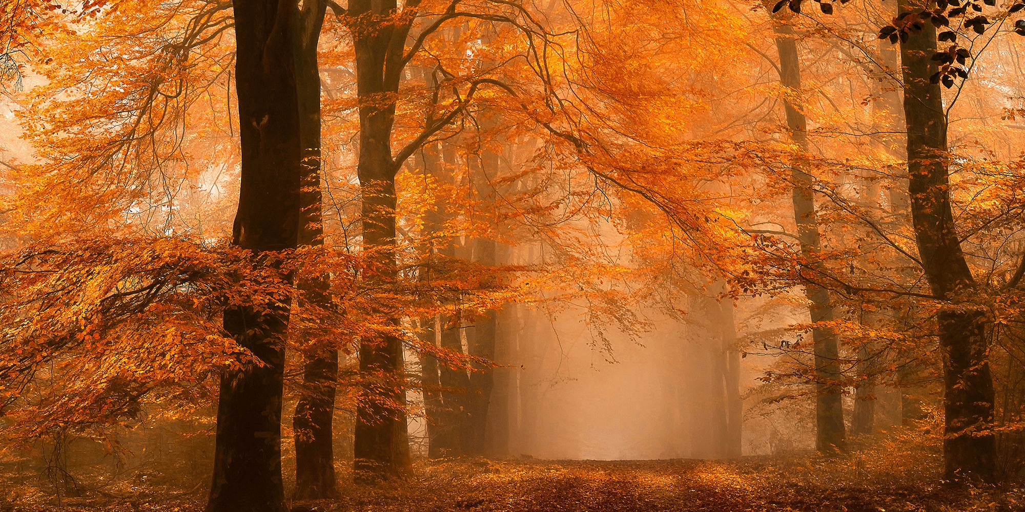 Fototapete ARCHITECTS PAPER "Fantastic Forest", orange (braun, creme, orange), B:5m L:2,5m, Vlies, Tapeten, Vlies, Wand, Schräge