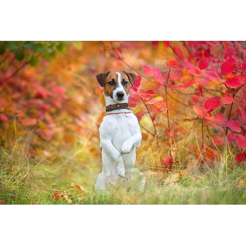 PAPERMOON Fototapete ""Hund in Natur"" Tapeten Gr. B/L: 2,50 m x 1,86 m, Bahnen: 5 St., bunt