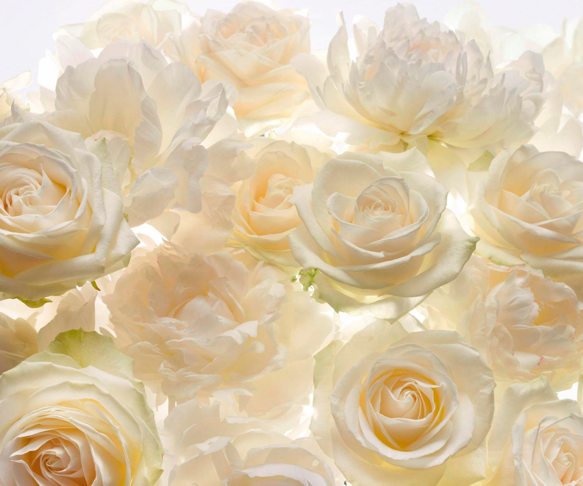 Vliestapete KOMAR "Digitaldruck Vlies - Shalimar - Größe 300 x 250 cm", bunt, B:300m L:250m, Vlies, Tapeten, Wohnzimmer, Schlafzimmer