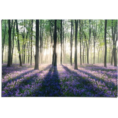 "Poster REINDERS ""Glockenblumen im Wald"" Bilder Gr. B/H: 91,5 cm x 61 cm, lila Bilder"