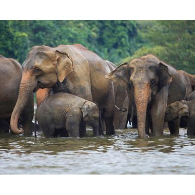 Fototapete PAPERMOON "ELEFANTEN-HERDE-TIERE AFRIKA SAVANNE SEE FLUSS WALD", bunt, B:3,00m L:2,23m, Vlies, Tapeten Image