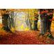 PAPERMOON Fototapete "WALD-HERBST BÄUME NATUR LANDSCHAFT BAUM ALLEE WANDBILD" Tapeten Gr. B/L: 4,50 m x 2,80 m, Bahnen: 9 St., bunt Fototapeten