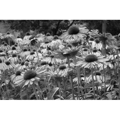 Fototapete PAPERMOON "Blumen Schwarz & Weiß", schwarz (schwarz, weiß), B:3,00m L:2,23m, Vlies, Tapeten Image