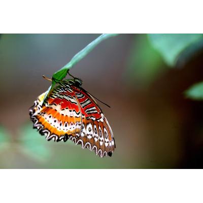PAPERMOON Fototapete "Schmetterling" Tapeten Gr. B/L: 4,00 m x 2,60 m, Bahnen: 8 St., bunt Fototapeten