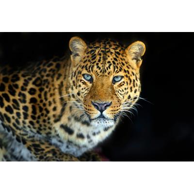 Fototapete PAPERMOON "LEOPARD-KATZE TIGER LÖWE PUMA JAGUAR WILD AFRIKA ASIEN", bunt, B:5,00m L:2,80m, Vlies, Tapeten Image