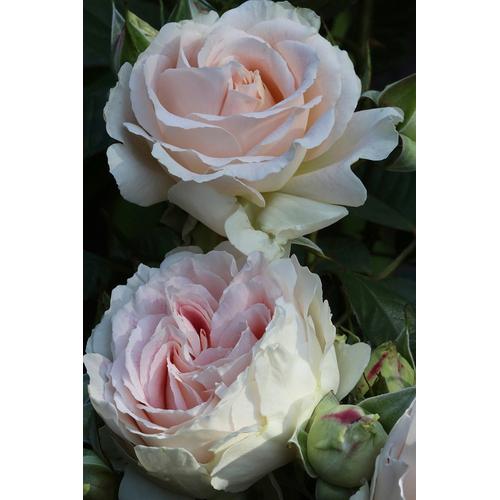 "Beetpflanze BCM ""Inselrose 'Guernsey'"" Pflanzen Gr. 1 St., rosa (weiß) Beetpflanze Beetpflanzen Pflanzen Höhe: 30-40 cm, 1 Pflanze"