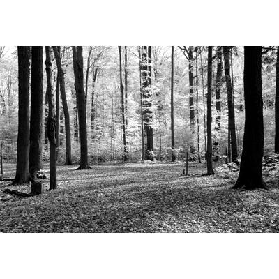 Fototapete PAPERMOON "Wald Schwarz & Weiß", schwarz (schwarz, weiß), B:5,00m L:2,80m, Vlies, Tapeten Image