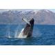 PAPERMOON Fototapete "WALE-ORCA TIER SEE OZEAN MEER WASSER ISLAND DELFINE XXL" Tapeten Gr. B/L: 4,50 m x 2,80 m, Bahnen: 9 St., bunt Fototapeten