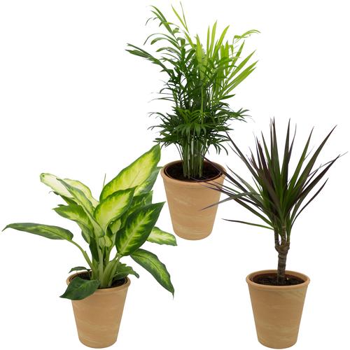 "Zimmerpflanze DOMINIK ""Grünpflanzen-Set"" Pflanzen Gr. 3 St., orange (grün) Pflanzen Höhe: 30 cm, 3 in Dekotöpfen"