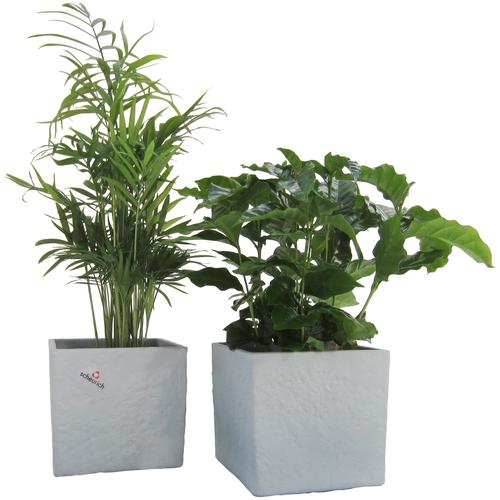 "Zimmerpflanze DOMINIK ""Palmen-Set"" Pflanzen Gr. 2 St., grau (grün) Pflanzen Höhe: 15 cm, 2 in Dekotöpfen"