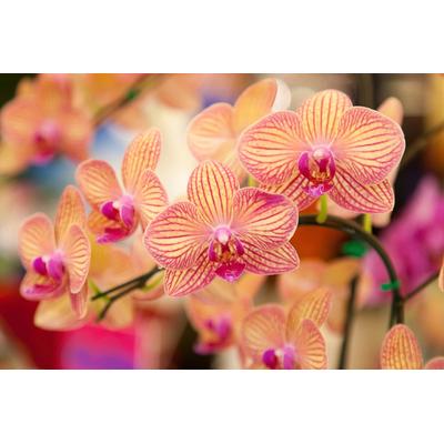 Fototapete PAPERMOON "Blumen", bunt, B:4,00m L:2,60m, Vlies, Tapeten Image
