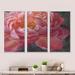 Design Art Vivid Pink Peonies I - Shabby Elegance Framed Canvas Wall Art Set Of 3 Canvas, Wood in Black/Red | 20 H x 36 W x 1 D in | Wayfair