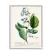 Stupell Industries Botanical Plant Illustration Blue Flowers Vintage Design Canvas Wall Art By World Art Group Canvas in Green | Wayfair