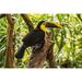 Bay Isle Home™ Costa Rica La Paz River Valley Captive black-mandibled toucan on tree Credit as: Cathy | 24 H x 36 W in | Wayfair