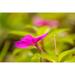 Latitude Run® Costa Rica Monteverde Cloud Forest Reserve Pink flower close-up Credit as: Cathy | 24 H x 36 W in | Wayfair