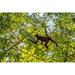 Ebern Designs Costa Rica La Selva Biological Research Station Spider monkey in tree Credit as: Cathy | 18 H x 24 W in | Wayfair