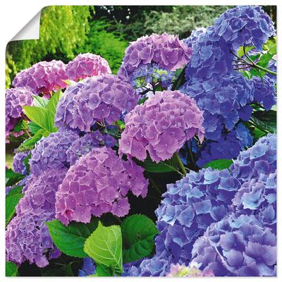 Wandbild ARTLAND "Hortensien im Garten", lila (farbe bild(er): lila), B:40cm H:40cm, Bilder, als Alubild, Outdoorbild, Leinwandbild, Poster, Wandaufkleber Image