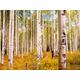 PAPERMOON Fototapete "Birches in Colorado Rocky Mountains" Tapeten Gr. B/L: 2,5 m x 1,86 m, Bahnen: 5 St., bunt (mehrfarbig) Fototapeten