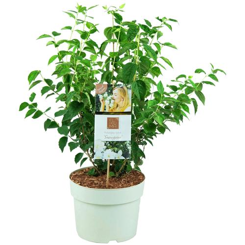 BCM Gehölze Fl'Aroma 'Starbright' (Pfeifenstrauch), (1 St.), Höhe: 50-60 cm, 1 Pflanze weiß Pflanzen Garten Balkon