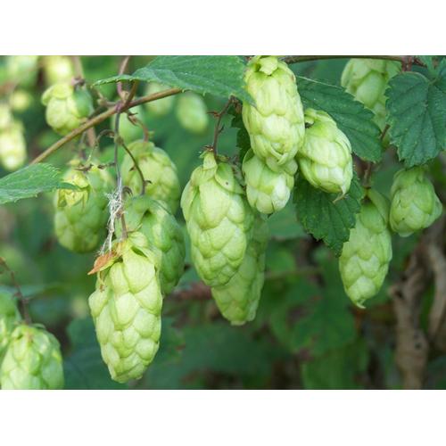 "Kletterpflanze BCM ""Hopfen"" Pflanzen Gr. 2 St., grün Pflanzen Höhe: 40-60 cm, 2"