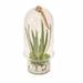 Primrue 16" Artificial Aloe Succulent in Terrarium Glass/Polysilk | 16 H x 7.5 W x 7.5 D in | Wayfair C6033FD348414B0AA7286C16779B1359