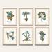 Buchoz Botanical Spa Art - Print III, 31"x25" - Ballard Designs 31"x25" - Ballard Designs