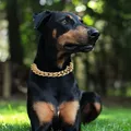 Collier de luxe en biscuits pour chien collier pour chien de compagnie hip hop cubain JOBig