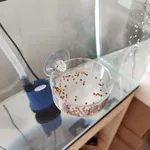 Filles d'alimentation en acrylique pour poissons d'aquarium tube d'alimentation transparent plat