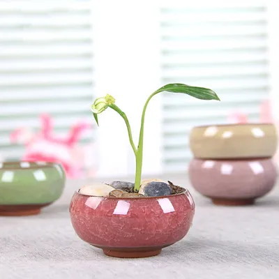 Pot de fleurs bonsaï en céramique jardinière artisanale style chinois bureau jardin cour