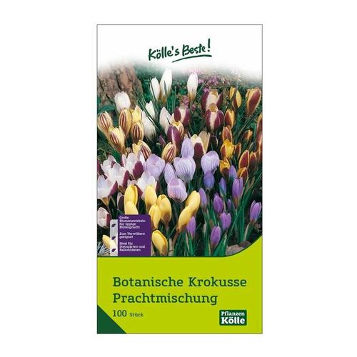 botanische Krokusse 'Prachtmischung', Farbmix, 100 Blumenzwiebeln