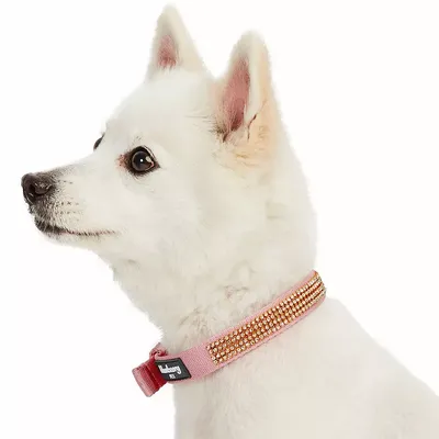 Colors Soft & Safe 3M Reflective Pastel Color Neoprene Padded Dog Collars Blueberry Pet 10 