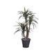 Primrue 3 - Piece Artificial Marginata Tree in Pot Silk/Wicker/Rattan | 48 H x 30 W x 20 D in | Wayfair 6D2D7E7C31134981B930222C6E80E339