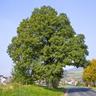 Quercus petraea - 140 - 160 cm