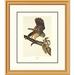 Global Gallery Barred Owl by John James Audubon Framed Painting Print Plastic/Metal in Green | 34 W x 1.5 D in | Wayfair DPF-132750-1620-102