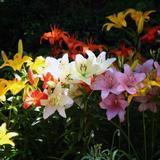Lilium Oohs and Aahs Colorful Mixed Lily Flowers - 10, 20 or 40 Bulbs - Attracts Butterflies, Bees & Hummingbirds