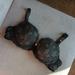 Victoria's Secret Intimates & Sleepwear | Black Lace Dream Angels 34b Victoria Secret Bra Nwt | Color: Black | Size: 34b